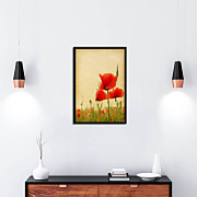 poster wild poppies